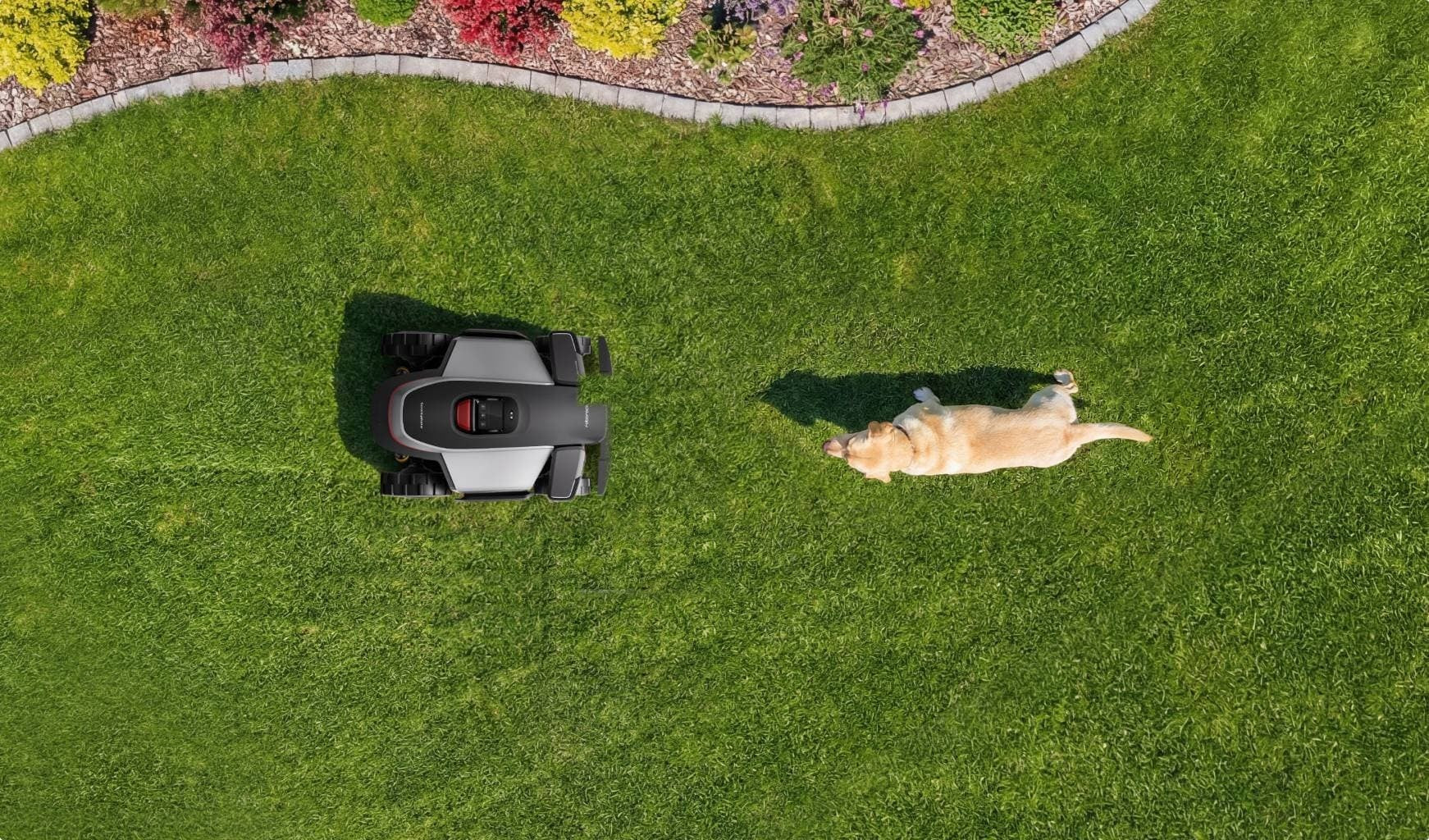 RockMow mower and a labrador on a sunny lawn, from above